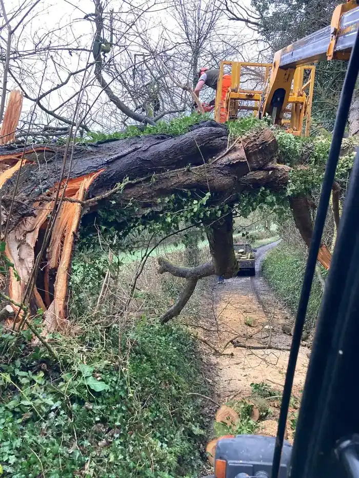 Treebor clearing a fallen tree from a lane at Gants Mill, Somerset
