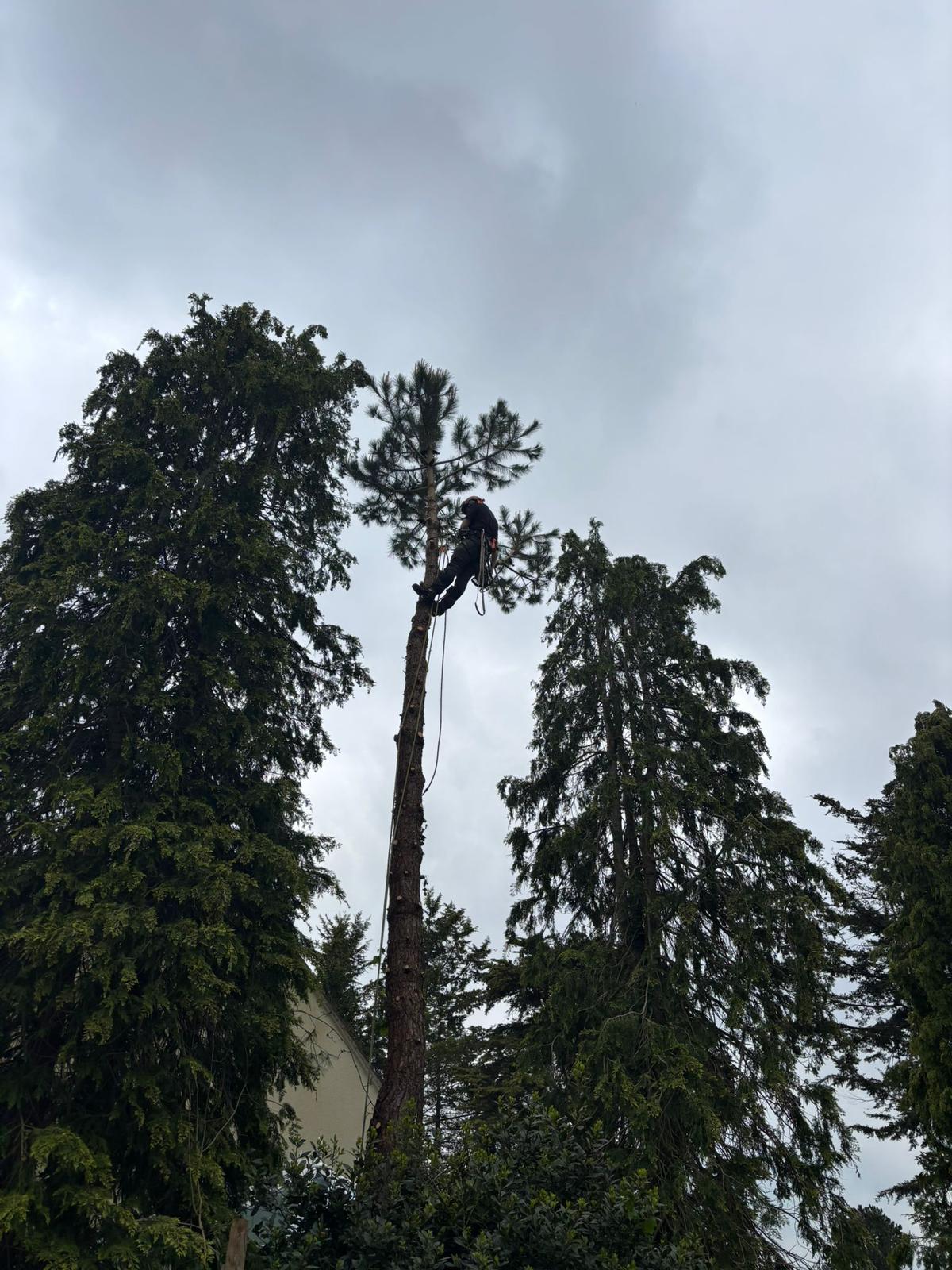 Treebor climber sectionally dismantling a tall pine tree beside a house in Somerset