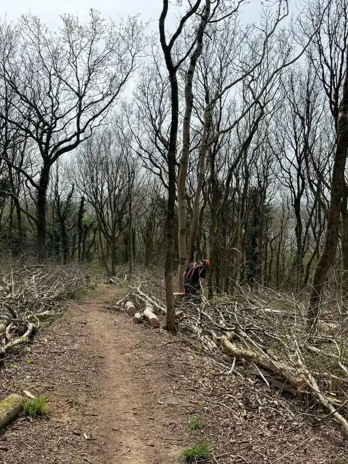 Hazel coppicing in woodland at Batscombe, Cheddar