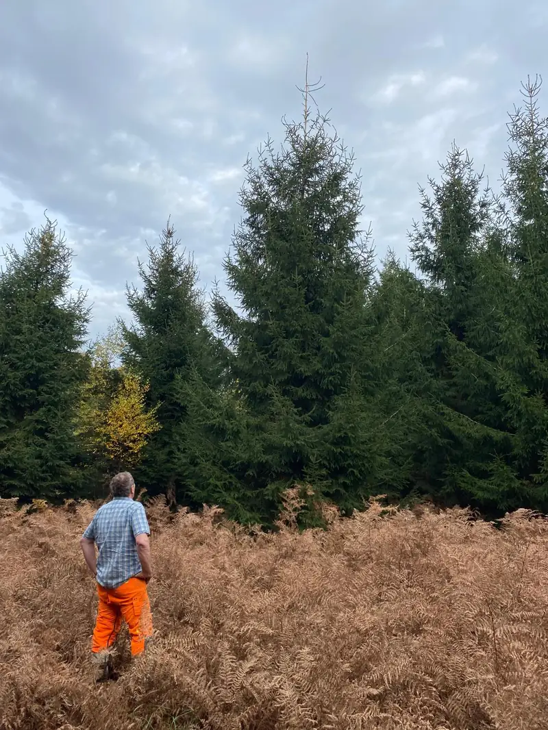 Standing spruce selected for Christmas tree harvesting