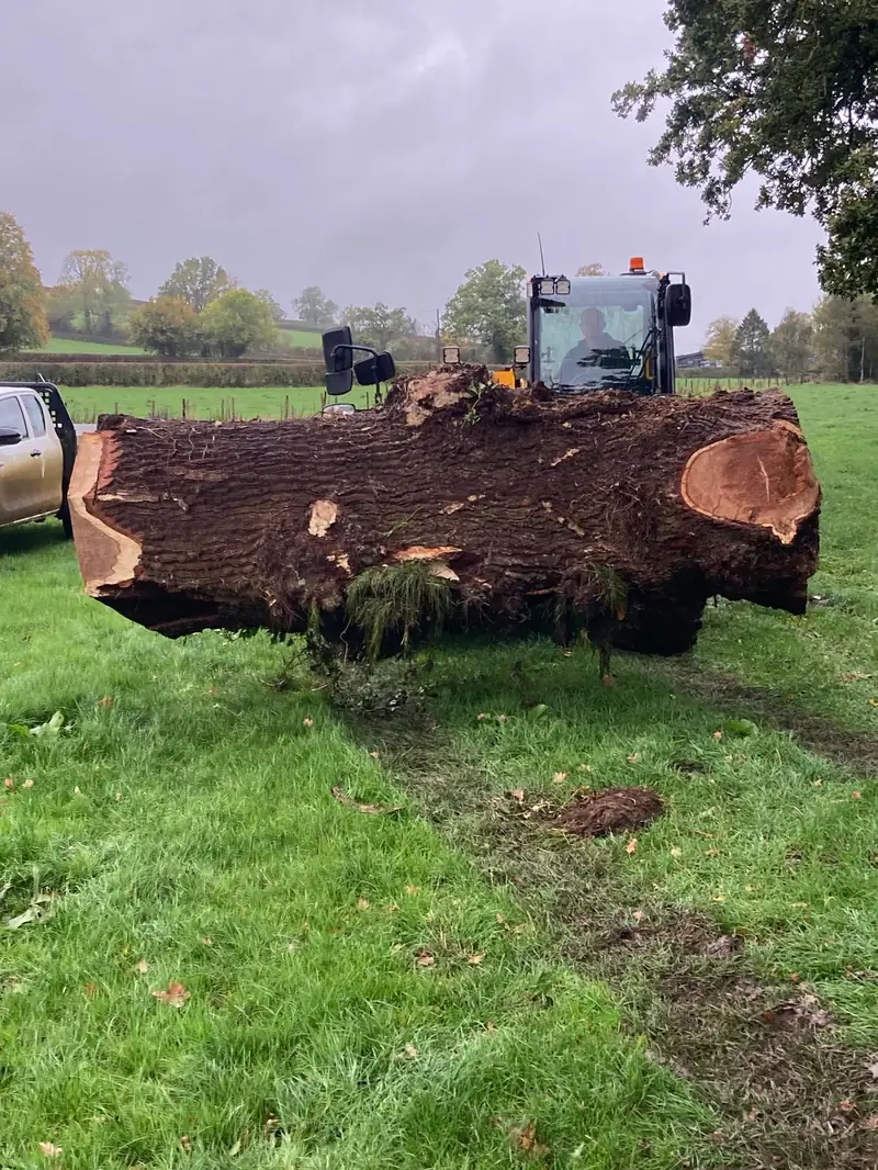 Large felled oak butt being moved by telehandler in Somerset