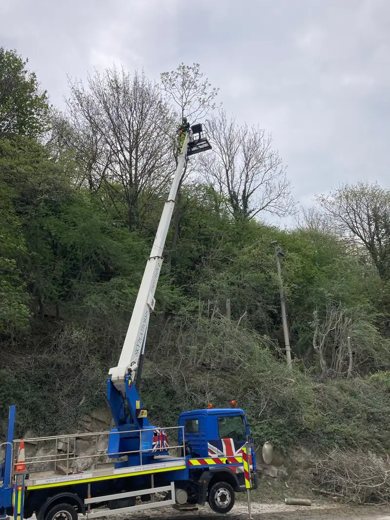 Treebor arborist working from a MEWP platform to reduce a tall tree in Somerset