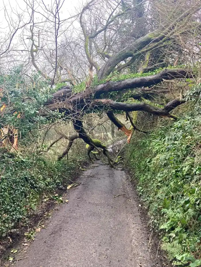 Storm-damaged tree blocking a lane near Bruton, Somerset
