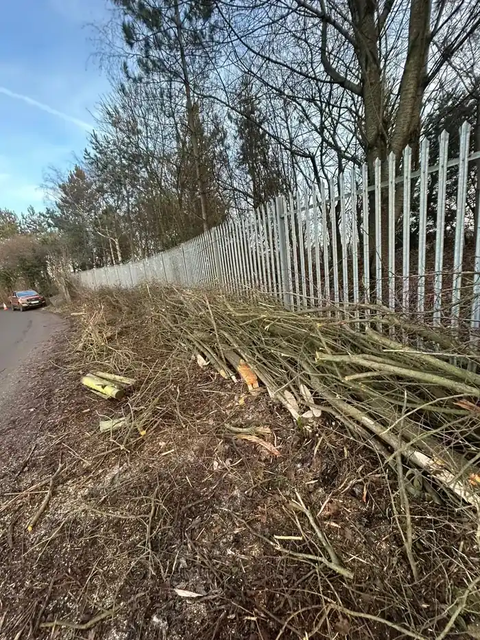 Traditionally laid hedge at Tytherington, South Gloucestershire