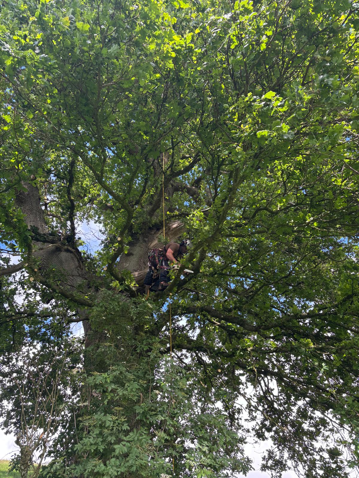 Treebor climber roped into the canopy of a mature oak carrying out a crown reduction at The Newt, Somerset