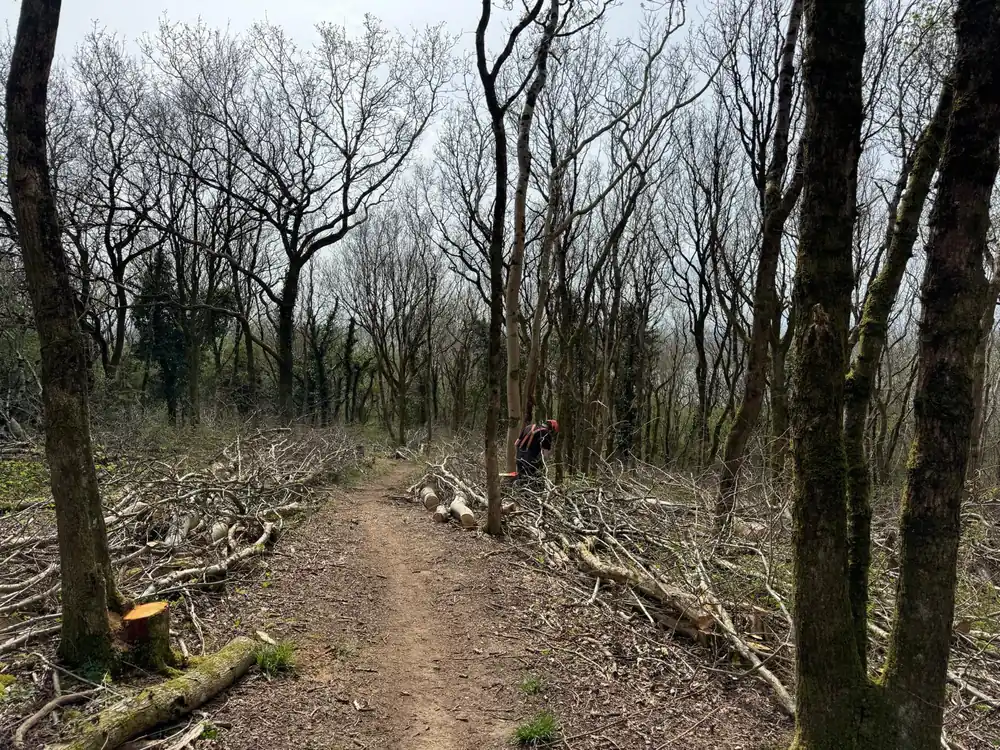 Hazel coppicing in woodland at Batscombe, Cheddar
