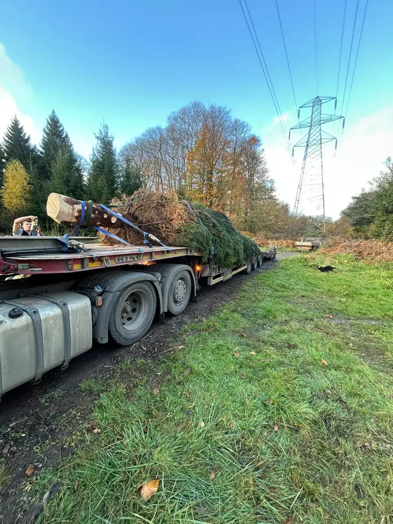 Large Christmas tree loaded onto a low loader for delivery