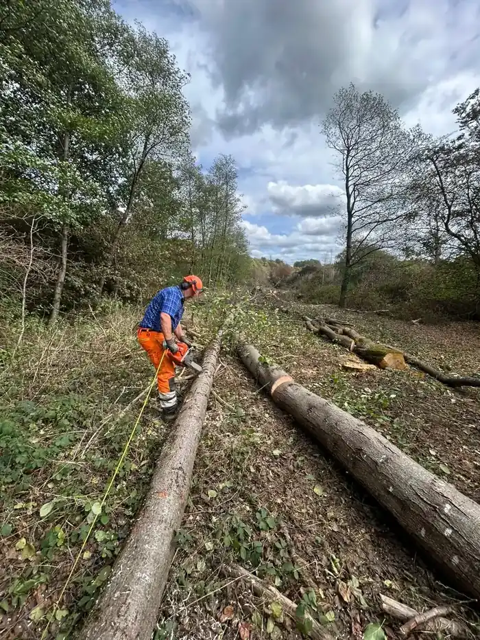 Treebor arborist processing felled timber during a quarry extension clearance