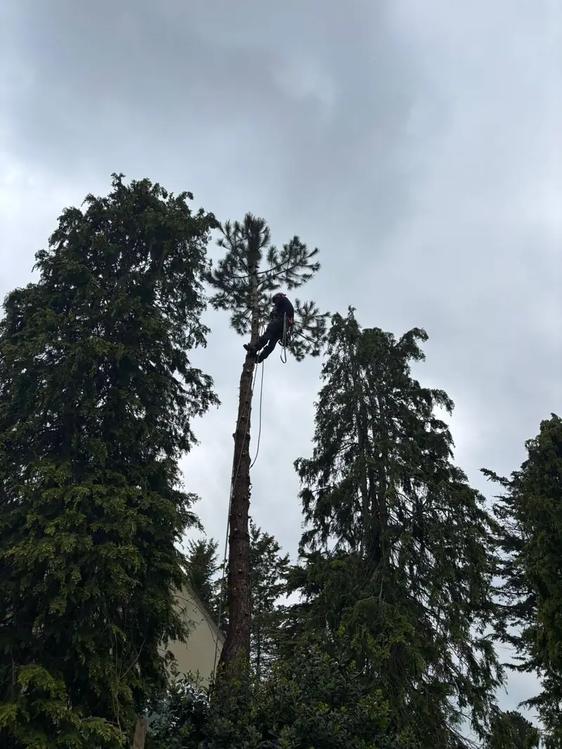 Treebor climber dismantling a tall spruce near Wells, Somerset