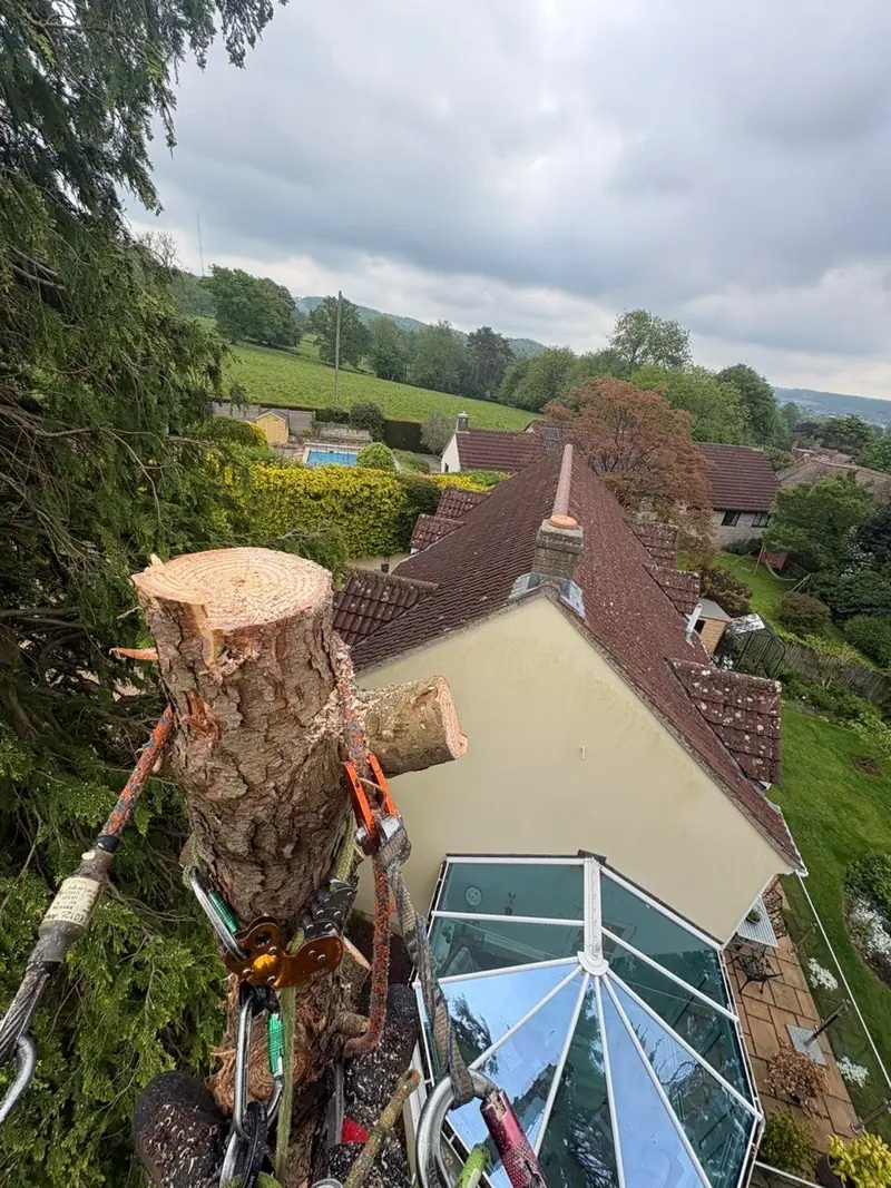 Treebor climber dismantling a large conifer above a house and conservatory in Somerset