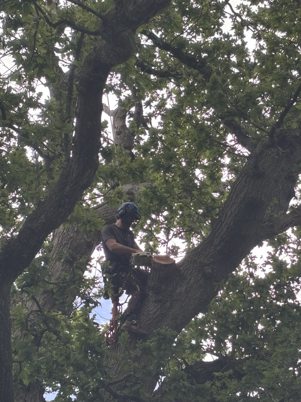 Treebor climber with a chainsaw pruning a large oak tree in Somerset